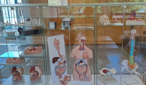 prestec-models-anatomics